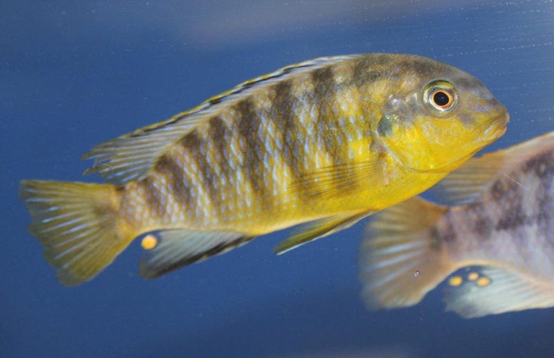 Tropheops sp. 'gome yellow' Gome Rock